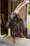 Vertical closeup of Valais Blackneck goat captured in a farm