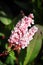 A vertical closeup view of the bistort blossom spike