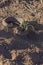 Vertical closeup of a western diamondback rattlesnake ready to strike its prey