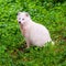 Vertical closeup of a white common raccoon dog, Nyctereutes procyonoides.