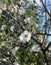 Vertical closeup of white delicate tree blossoms and branches