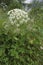 Vertical closeup on a a white flowering cow parsnip or hogweed, Heracleum sphondylium