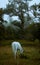 Vertical closeup of a white mule with black spots in the forest, grass trees foggy sky background