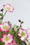 Vertical closeup of white and pink mossy Saxifrage flowers