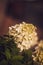 Vertical closeup of white sunlit PeeGee hydrangea blurred background