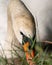 Vertical closeup of a white swan pecking on green grass in a pond