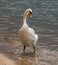 Vertical closeup of a wild graceful swan standing in the shoreline of a lake