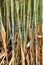 Vertical closeup of wild sugar canes texture background