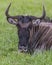 Vertical closeup of wildebeest lying in the meadow and looking at the camera.