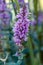 Vertical closeup of willow loosestrife in a field