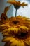 Vertical closeup of yellow Barberton daisy flowers in a bouquet