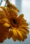 Vertical closeup of yellow Barberton daisy flowers in a bouquet
