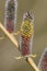 Vertical closeup on the yellow red colored catkins from the springtime blossoming Purple Willow, Salix purpurea