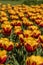 Vertical closuep shot of beautiful yellow and red tulips growing in the field