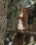 Vertical closuep shot of a cute little squirrel sitting on a tree branch with a blurred background