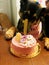 Vertical closuep shot of a German Shepherd eating its first birthday cake