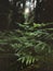 Vertical closuep shot of ostrich fern plants growing in the forest
