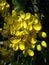 Vertical clsoeup shot of the flowers of a Golden Shower Tree