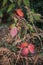 Vertical of a cluster of foliage featuring a range of vibrant red and yellow hues