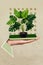 Vertical collage picture of human arm palm hold telephone screen houseplant  on painted background