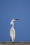 Vertical color image of white snow egret sits on the roof on a background blue sky