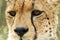 A vertical, colour photo close up portrait of cheetah, Acinonyx jubatus, Greater Kruger Transfrontier Park, South Africa,