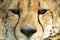 A vertical, colour photo close up portrait of cheetah, Acinonyx jubatus, Greater Kruger Transfrontier Park, South Africa,