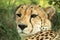 A vertical, colour photo close up portrait of cheetah, Acinonyx jubatus, Greater Kruger Transfrontier Park, South Africa,