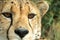 A vertical, colour photo close up portrait of cheetah, Acinonyx jubatus, Greater Kruger Transfrontier Park, South Africa,