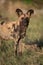 A vertical, colour photograph of an African wild dog, Lycaon pic