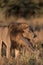 A vertical, colour photograph of a male lion, Panthera leo, scratching in golden side light in Savute, Botswana.