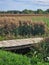 Vertical of Common Reeds, Phragmites captured in a rural setting