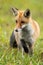 Vertical composition of focused red fox taking a careful step during hunt