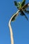 Vertical composition Tall bendy palm against sky