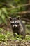 Vertical composition of a young raccoon walking on the ground in a jungle