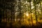 Vertical concept in nature, mysterious forest with plenty of trees with amazing light during sunset