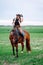 Vertical confident tone horse woman hat with riding crop, look down, holding harness, whip, training. Horseback riding,