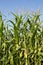 Vertical Corn Field