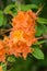 Vertical cose-up of Flame Azalea Flowers â€“ Rhododendron calendulaceum