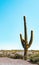 Vertical creative minimal picture of a very big cardon cactus with blue sky in the background as copy