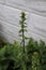 Vertical of creeping bellflower stems with unopen buds