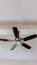 Vertical crop Ceiling fan with wood blades and built in lights on the ceiling beam of home