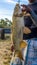 Vertical crop Huge white fish held by a fisherman by the gills against road trees and sky