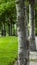 Vertical crop Lush trees with white barks and abundant leaves along road and grassy lawn