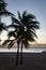 Vertical Crop Palm Trees Silhouetted Against a Blue Sunrise