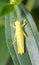 Vertical Cropped Colored photo focus on body of a green grasshopper while resting on a leaf with blurry smooth green background