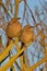 Vertical of Curve billed thrashers in golden morning light