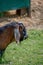 Vertical of a cute Anglo-Nubian goat captured outdoors