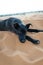 Vertical of a cute black dog resting on the hot sands of Sahara Desert in Morocco