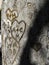 Vertical: Detail of old urban tree bark carved with hearts and designs.